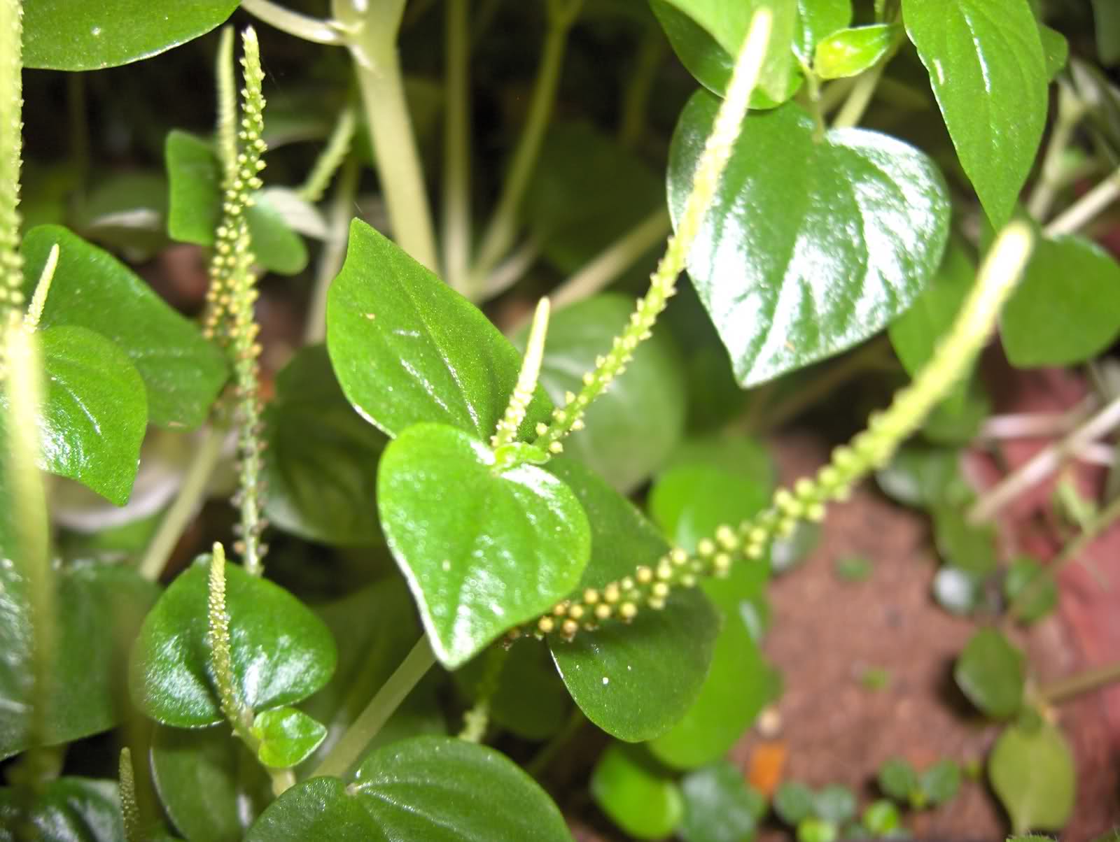 Hành trình từ cây dại đến món ăn yêu thích