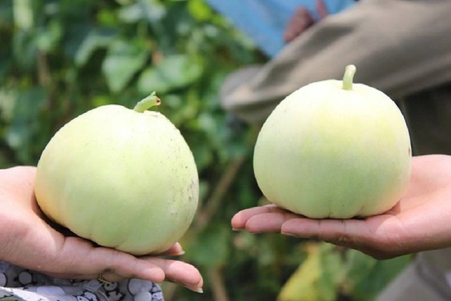 Thời điểm mua dưa lê