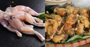 Đặc điểm của ếch hương Mẫu Sơn